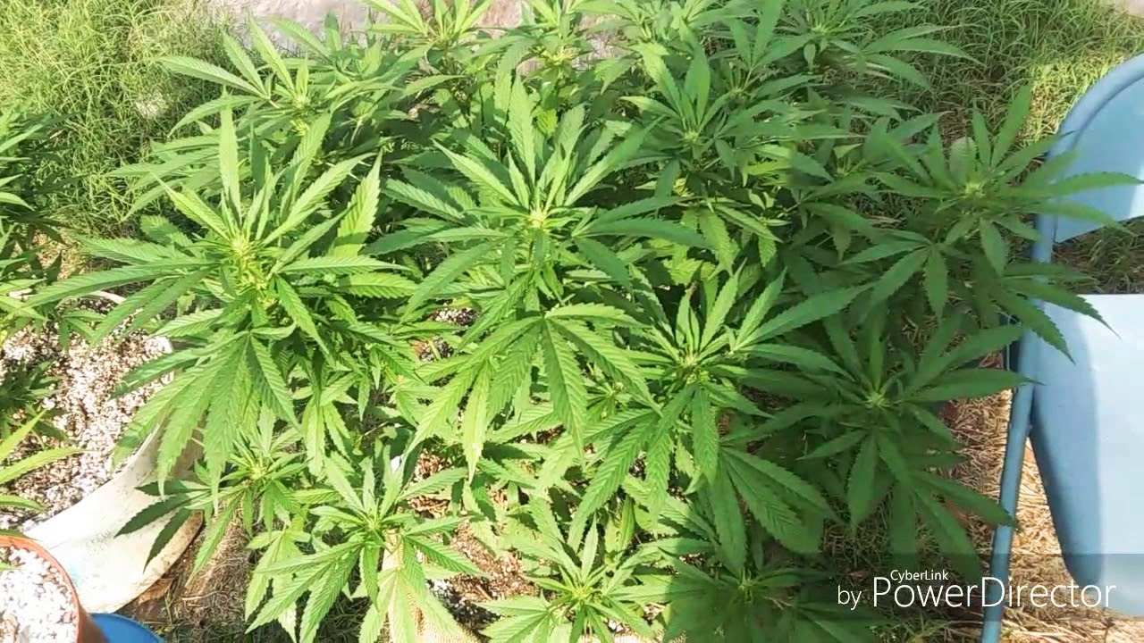 MONSTER CANNABIS PLANTS YouTube