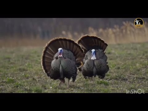 2020 صيد الديك الرومي البري الصيد البري القنص