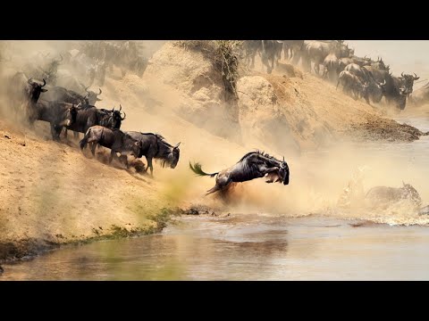 Video: Otların yarpaqlarında bulliform hüceyrələr varmı?