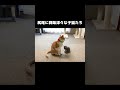 尻尾に興味津々な子猫たち #保護子猫