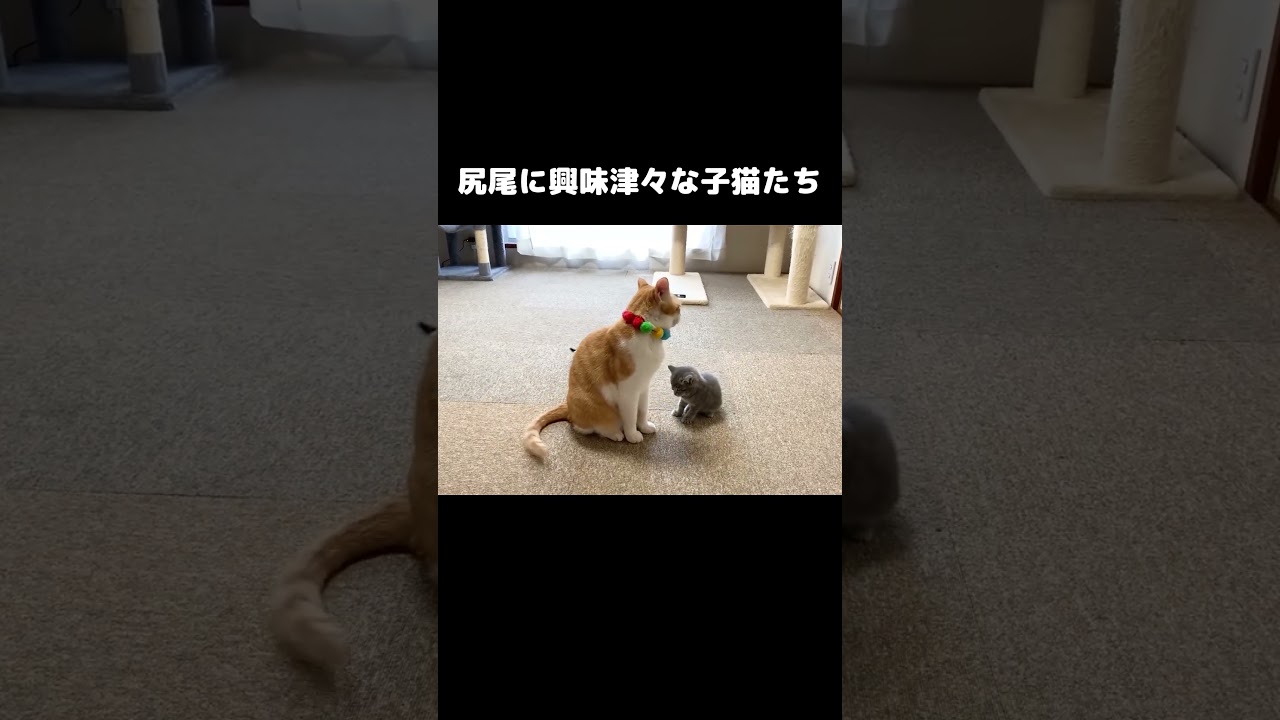 尻尾に興味津々な子猫たち #保護子猫
