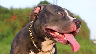 American Pitbull. Country Of Origin United States.