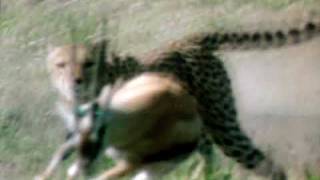 Built For The Kill - Grland - Cheetah