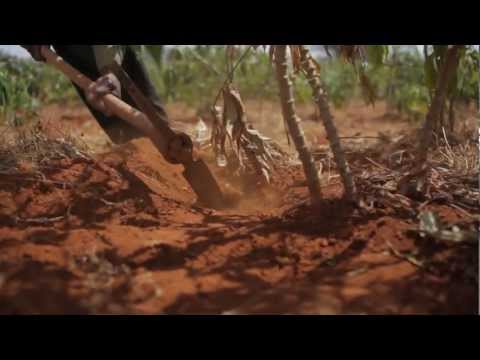 Video: Kassavan juuret: vinkkejä maniokkien yuca-kasvien kasvattamiseen