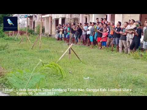 Ciak Ciak Joss Kecial Kuning Ampuh Pancing Jos Masteran Bikin Gacor