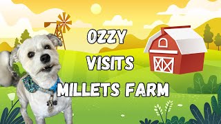 Ozzy Visits Millets Farm