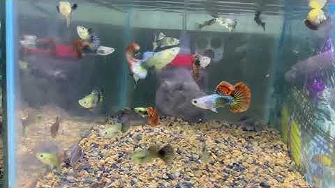 Guppy Rồng Đỏ Indo | Cá Cảnh Nhật Toàn Gò Công 0977022281