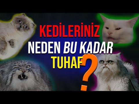 Kedi Öpücüğü: Kedinizin Sizi Nasıl Öptüğünü Biliyor musunuz?