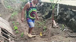 vagetables planting on my small backyard #lifestyle #shorts