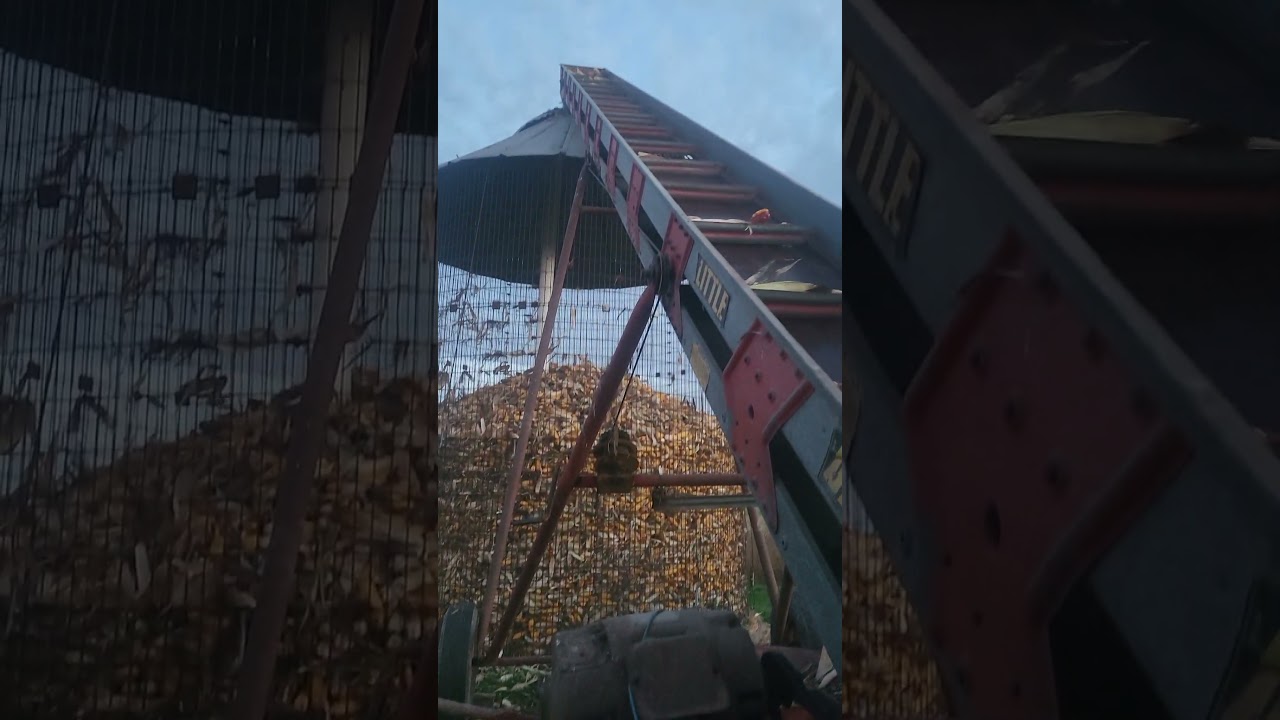 Filling up the corn crib 🌽