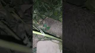 Tipratikanni Tikani Bolmasa Mazzada