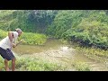 Catching grass carp fish & Rohu fish