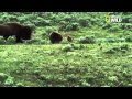 Un grizzly attaque un troupeau de bisons