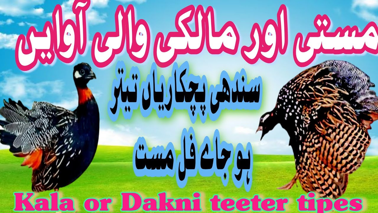 Kaly Teetar ko Masti our Malki Karwany Wali Awaz Teetar ko Masti karwanay Wali Awaz