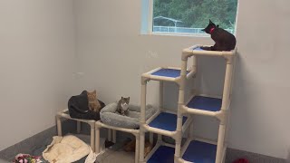 Animal shelters across ENC reach capacity