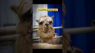 Street/Pet photography  #nikkor #camera #photography #nikond5200 #nikonusa