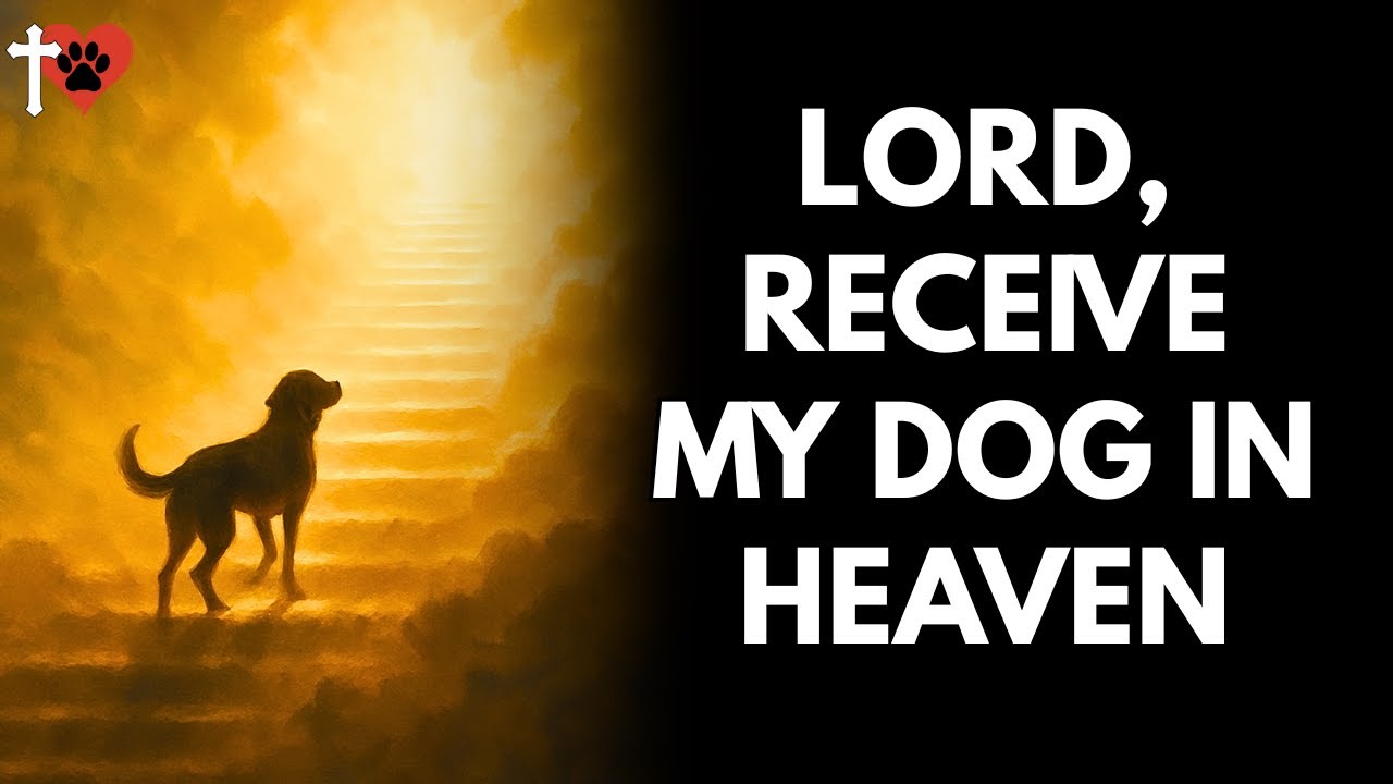 Dog Prayer to Heaven – A Final Goodbye Filled with Love and Faith – prayer for dog