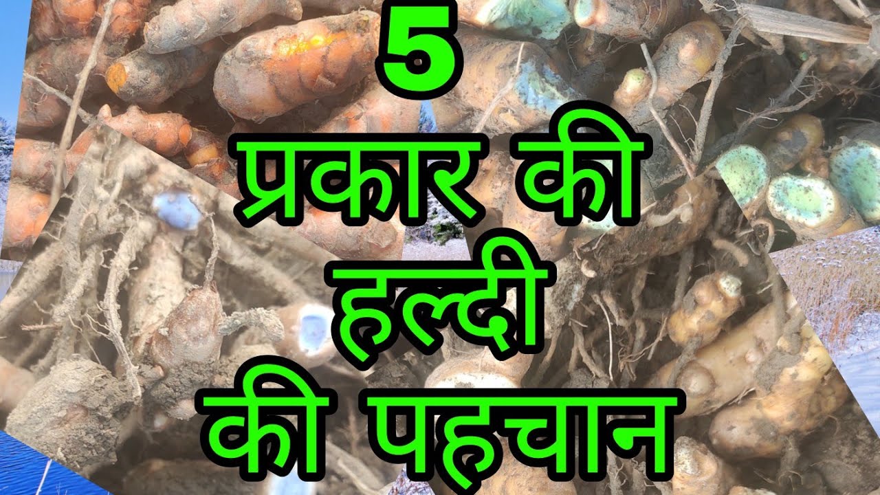 देशी पीली ,हाई ब्रीड पीली ,काली,कर्चुर,आमा हल्दी की पहचान। #काली_हल्दी #turmeric #ayurveda