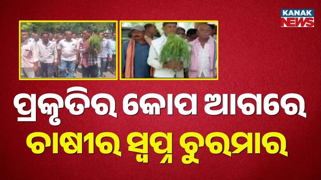 Massive Hailstorm Destroys Golden Crops In Bargarh; Farmers Cry For Help