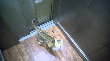 Smart cat uses elevator