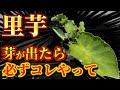 【里芋】芽が出たらすぐやって！コレやるだけで収穫が出来るかどうかが変わります。しっかり大きくするためにやるべき事についてお話します