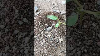 My Ants Built a GOLD Mansion?! Extreme Invasion Success.