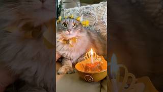 Making A Dandelion Crown For My Cats Birthday cute cat fun simple diy birthday shorts
