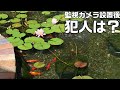 金魚の稚魚の成長記録と庭池に設置した監視カメラのその後。鳥対策のテグス。出目金の移動。