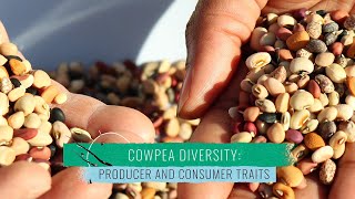 Cowpea Diversity 2: Producer and Consumer Traits