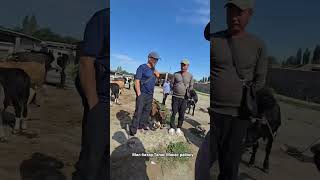 Мал базар Талас Манас району