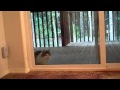 Baby Cat Ringing  His Doorbell