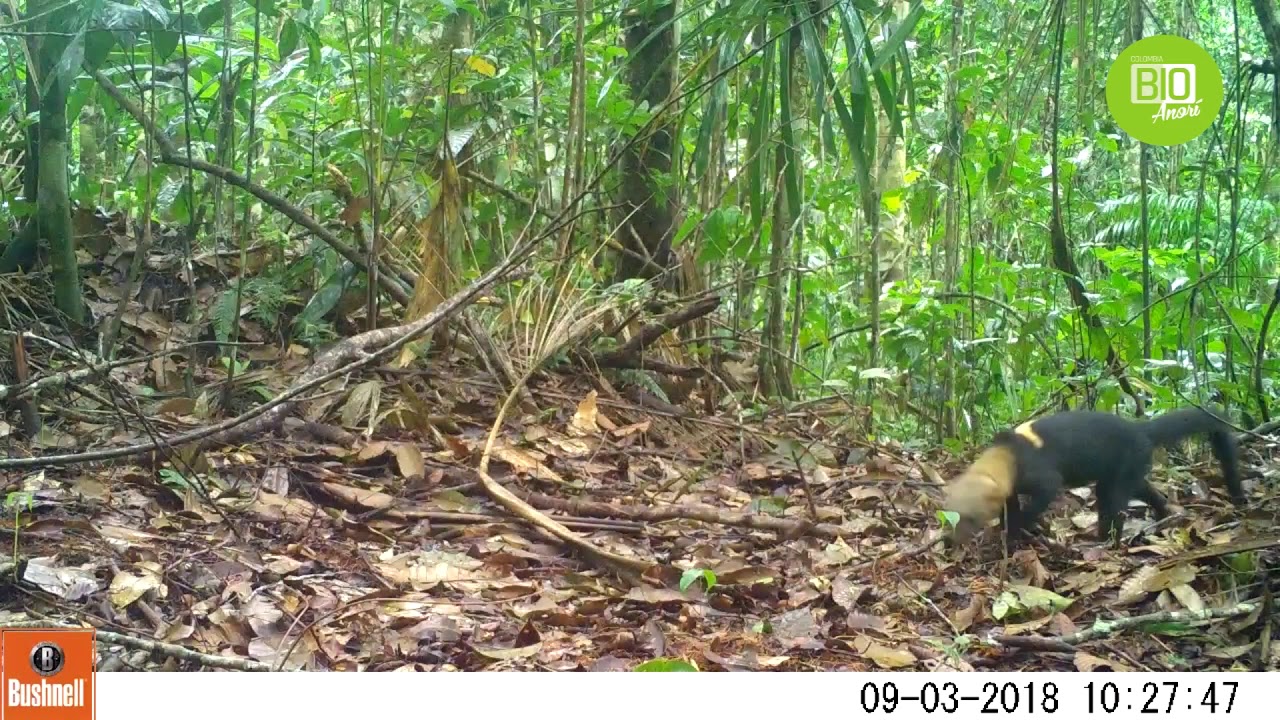 Expedición BioAnorí   Tayra