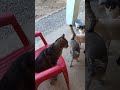 You are surrounded... resistance is futile. #catsanctuary #cat #animallife #beautifulday