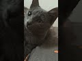 Музыкальный котик #веселыекоты #красиваякошка #прикольныекоты #котик #кот #видосыоткота #моякошка