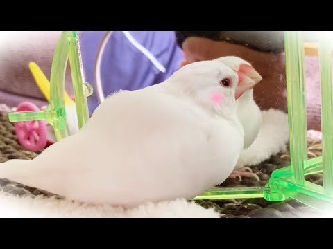 鏡の中のお友達とベッタリ寄り添う白文鳥が可愛い　java  sparrow