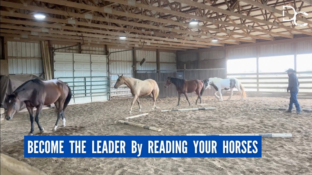 Read Your Horse to Step Into Respected Leadership in your Herd YouTube