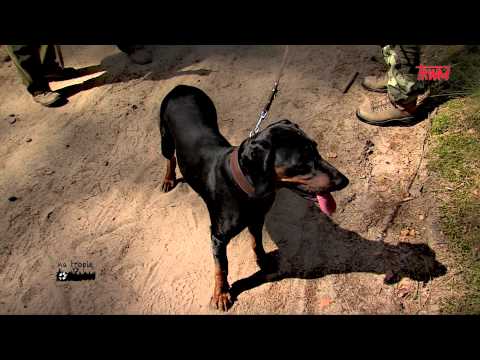 Wideo: Jak Wytresować Psa Do Polowania