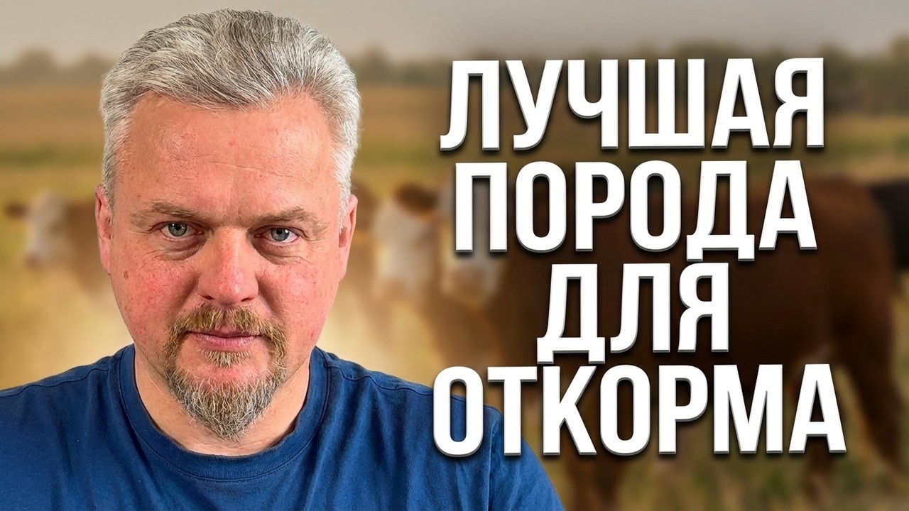 сравнение пород для откорма: кто действительно лучше?