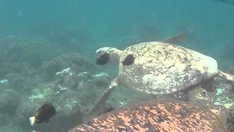 Interrupted Turtle Mating