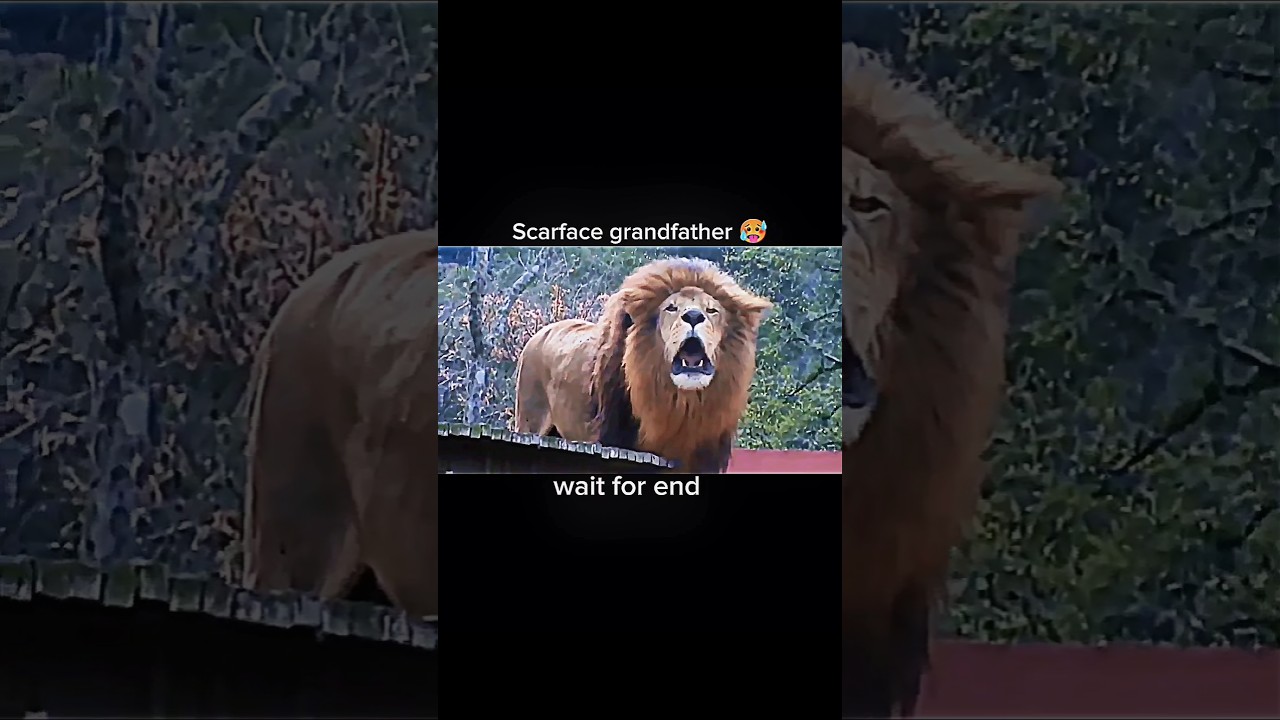 The greatest lion family's ( Scarface)🔥 