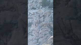 Rocky Mountain Sheep Hunting Killshot
