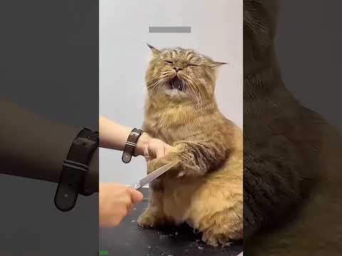 Funny Cat 🥰 Funny Cat Videos ❤️ # Part 7984