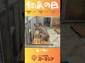 【飼育の日⑦】チーターの体重測定【ズーラシア公式】#shorts