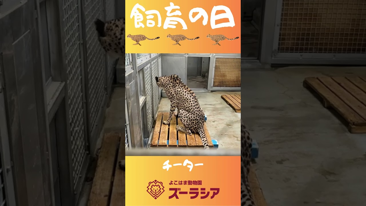 【飼育の日⑦】チーターの体重測定【ズーラシア公式】#shorts
