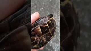 Box Turtle Roadside Savior...  “TURTLE RESCUE!”