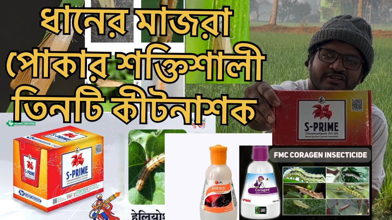 Three powerful liquied insecticides for rice weevil.