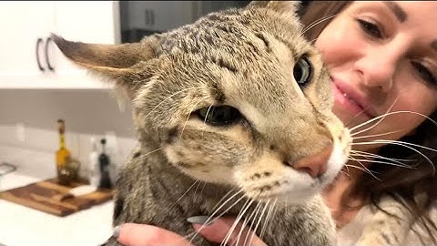 Video 1471541: f2 savannah cat, mom cat, cat mom love, love big cat, cute cat