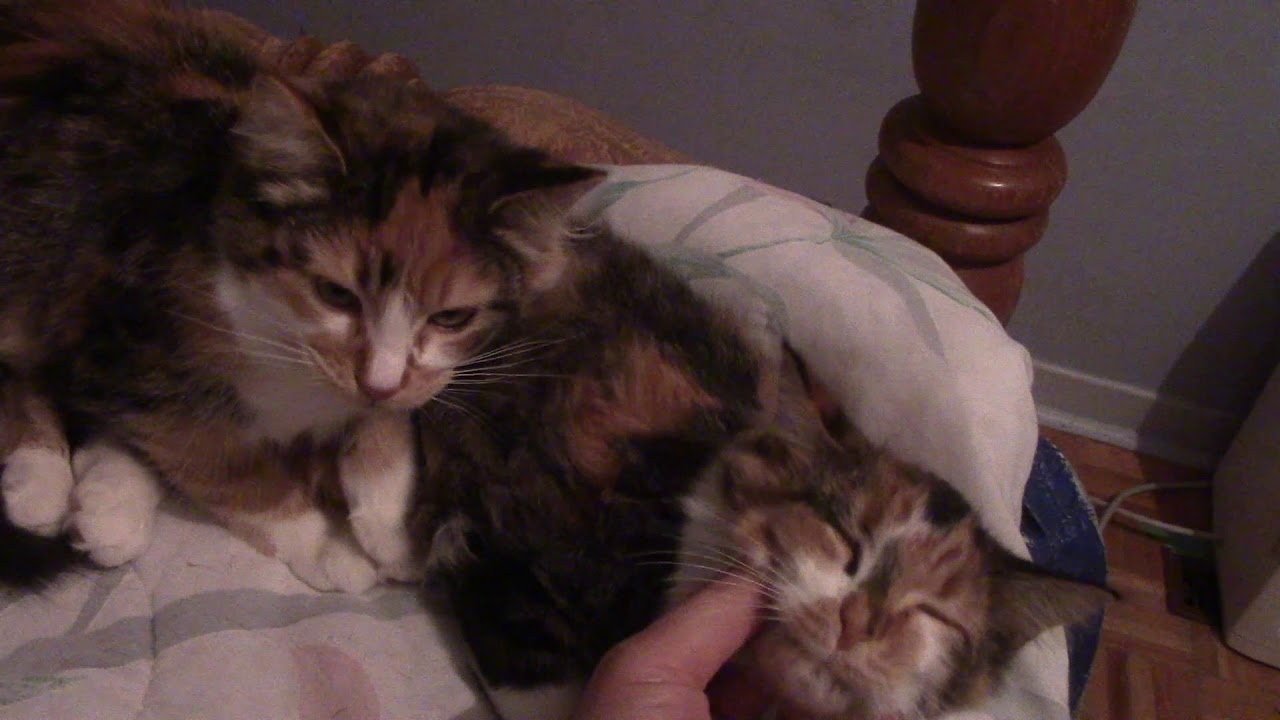 Rescue Angels  Making Purr Adjustments for Emily&Zooey