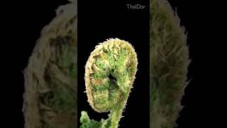 Unfurling Fern Time Lapse gardening shorts