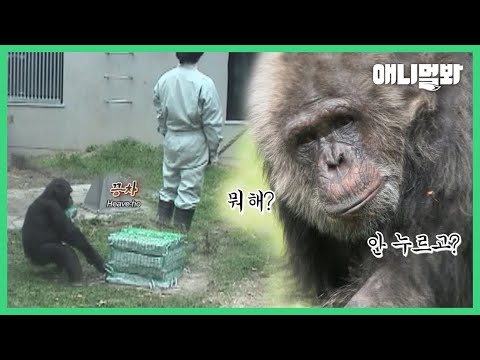 침팬지가 무거운 돌 밑에 있는 땅콩을 꺼내는 엄청난 방법ㅣHow Chimpanzees <strong>Get</strong> Peanuts <strong>Under</strong> A Rock